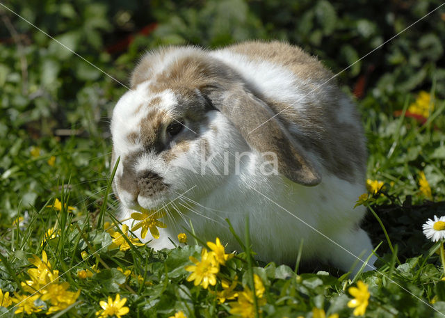 Rabbit (Oryctolagus cuniculus)