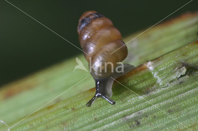 Tandloze korfslak (Columella edentula)