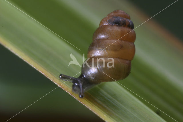 Toothless Chrysalis Snail (Columella edentula)