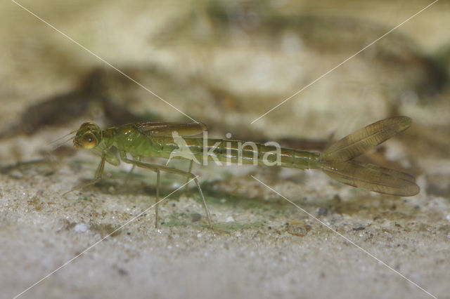 Tengere pantserjuffer (Lestes virens)