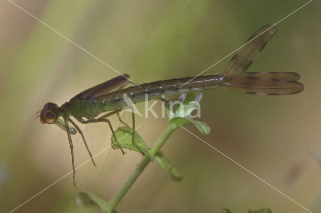 Small Emerald Damselfly (Lestes virens)