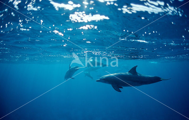 Bottlenose Dolphin (Tursiops truncatus)