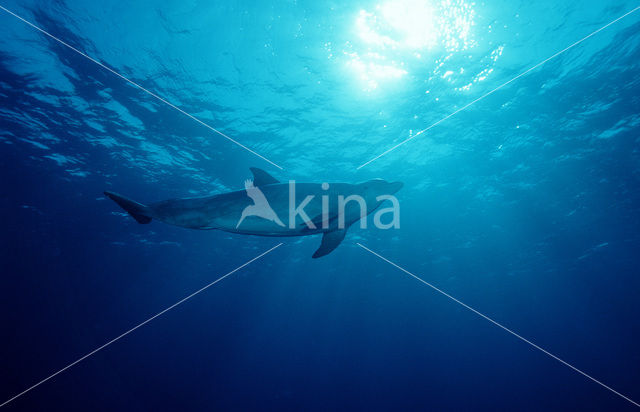 Bottlenose Dolphin (Tursiops truncatus)