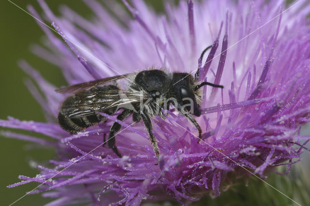 Leafcutter bee (Megachile centuncularis)