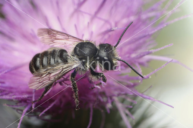 Leafcutter bee (Megachile centuncularis)