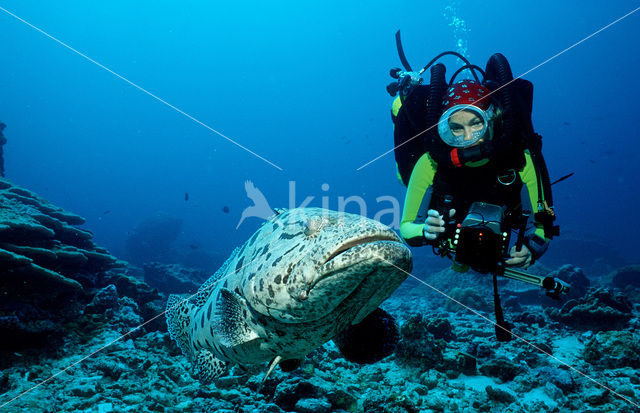 Potato grouper (Epinephelus tukula)