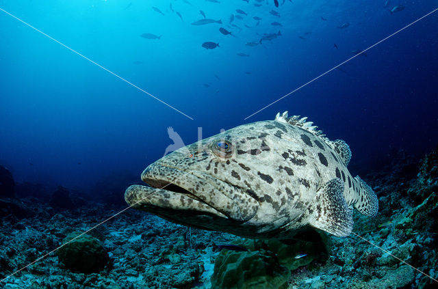 Potato grouper (Epinephelus tukula)