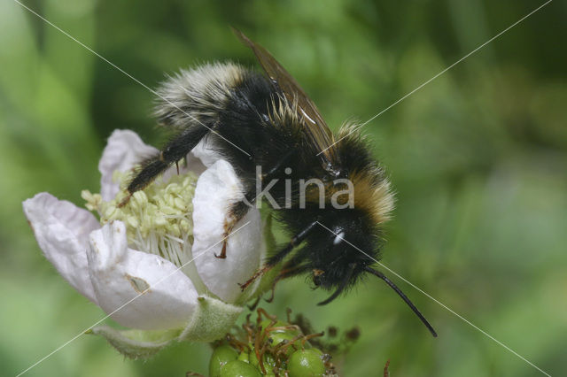 Gypsy cuckoo bee (Bombus bohemicus)