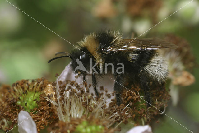 Tweekleurige koekoekshommel (Bombus bohemicus)