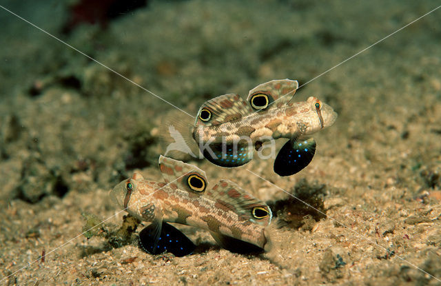 Twinspot goby (Signigobius biocellatus)