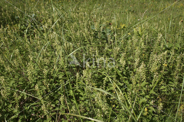 Valse salie (Teucrium scorodonia)