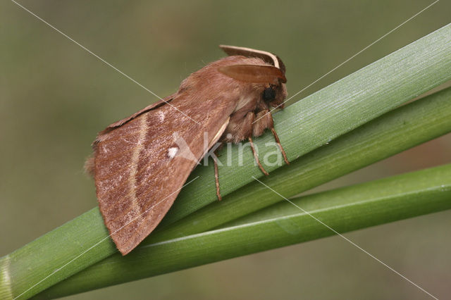 Grass Eggar (Lasiocampa trifolii)