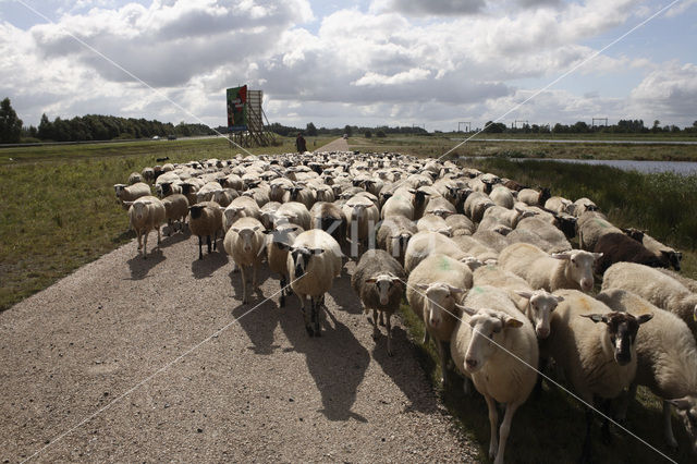 Veluws heideschaap (Ovis domesticus)