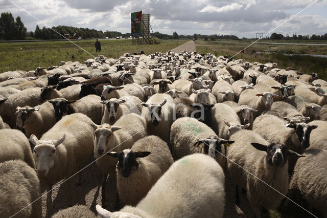 Veluws heideschaap (Ovis domesticus)