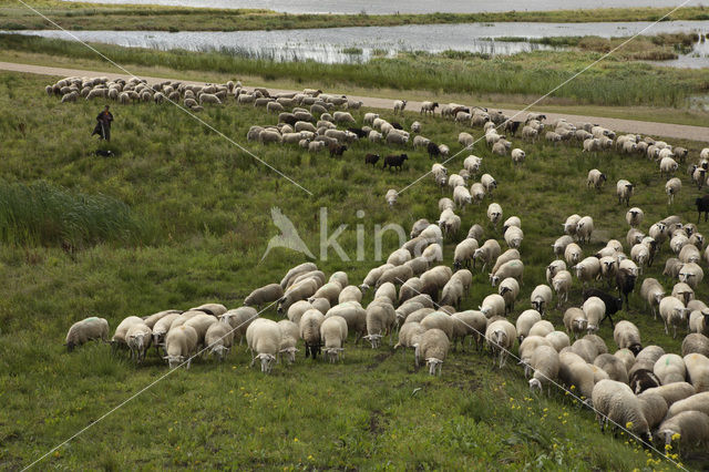 Veluws heideschaap (Ovis domesticus)