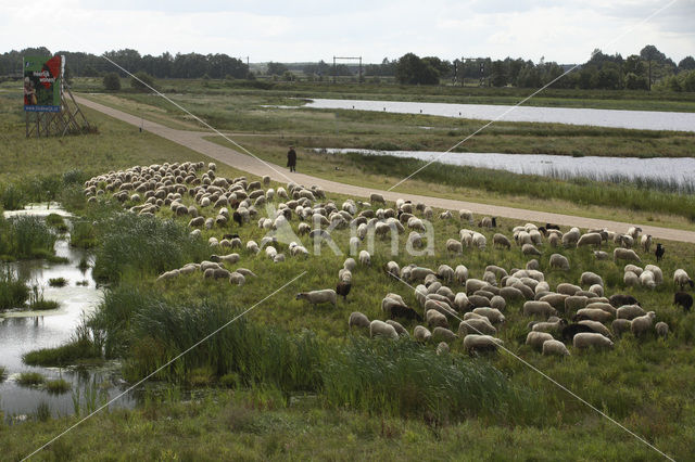 Veluws heideschaap (Ovis domesticus)