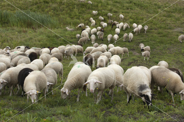 Veluws heideschaap (Ovis domesticus)