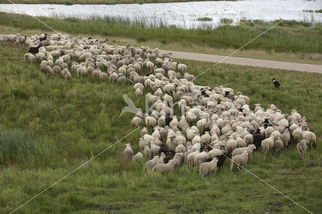 Veluws heideschaap (Ovis domesticus)