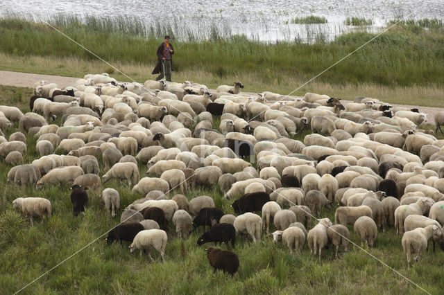 Veluws heideschaap (Ovis domesticus)