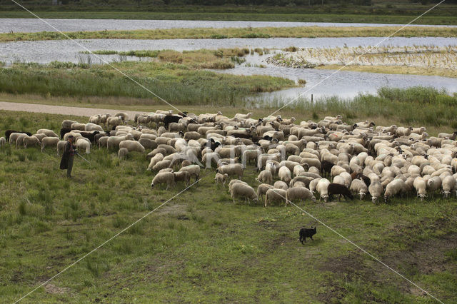 Veluws heideschaap (Ovis domesticus)