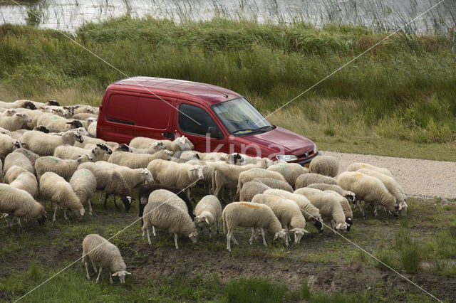 Veluws heideschaap (Ovis domesticus)