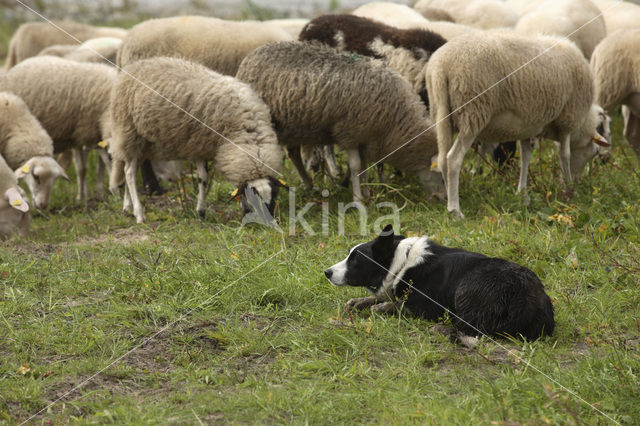 Veluws heideschaap (Ovis domesticus)