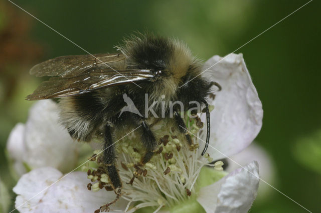 Vierkleurige koekoekshommel (Bombus sylvestris)