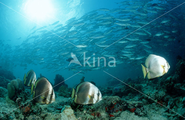 Pinnate batfish (Platax pinnatus)