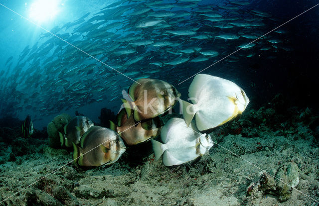 Pinnate batfish (Platax pinnatus)