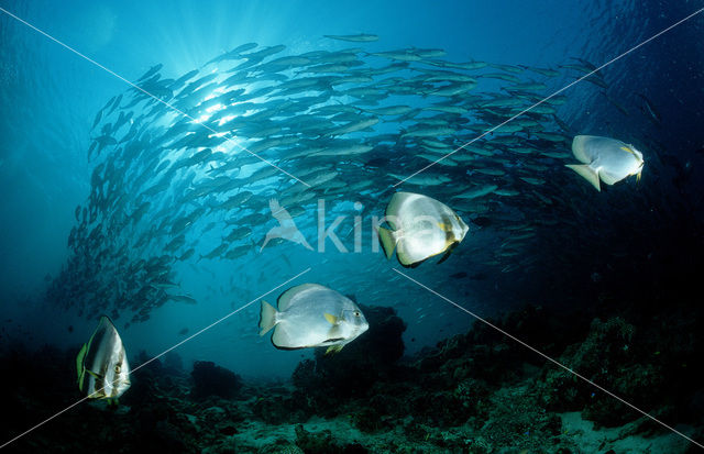 Pinnate batfish (Platax pinnatus)