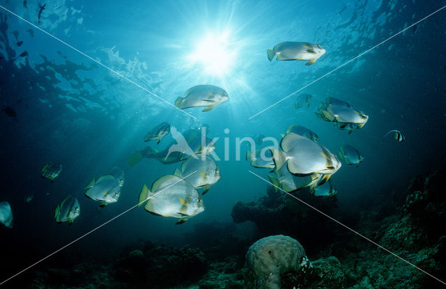 Pinnate batfish (Platax pinnatus)