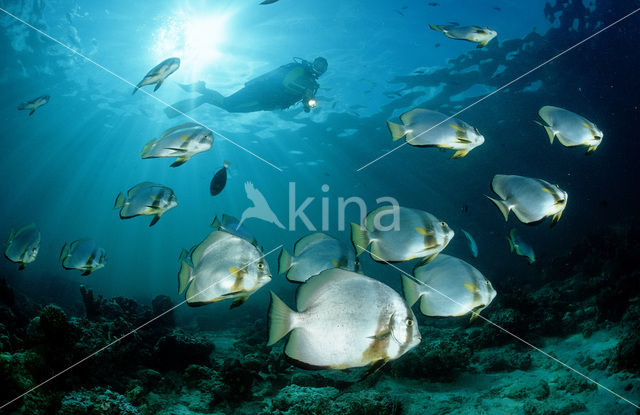 Pinnate batfish (Platax pinnatus)