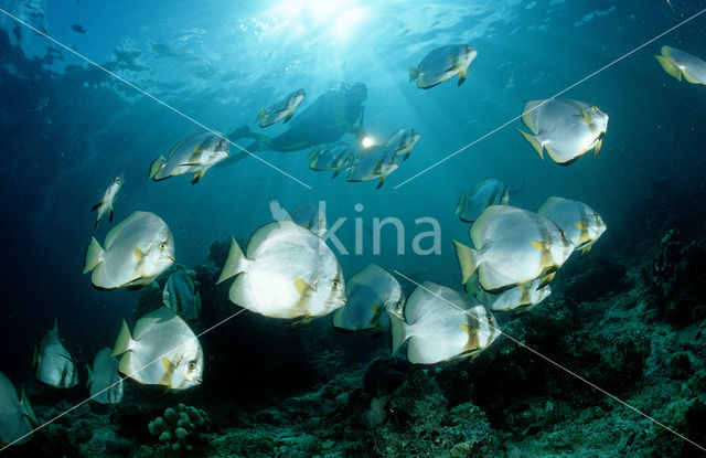 Pinnate batfish (Platax pinnatus)