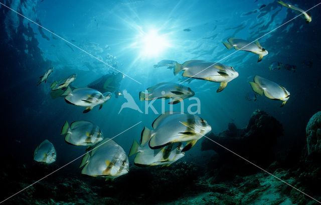 Pinnate batfish (Platax pinnatus)