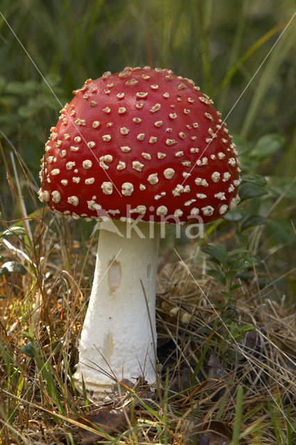 Fly agaric (Amanita muscaria)