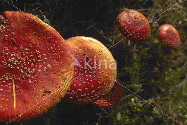 Vliegenzwam (Amanita muscaria)