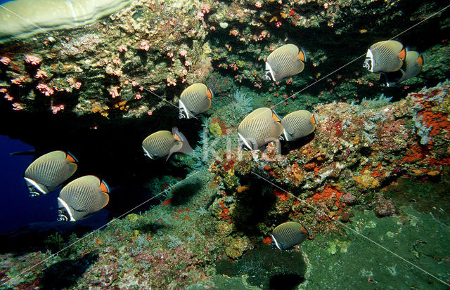 Redtail butterflyfish (Chaetodon collare)