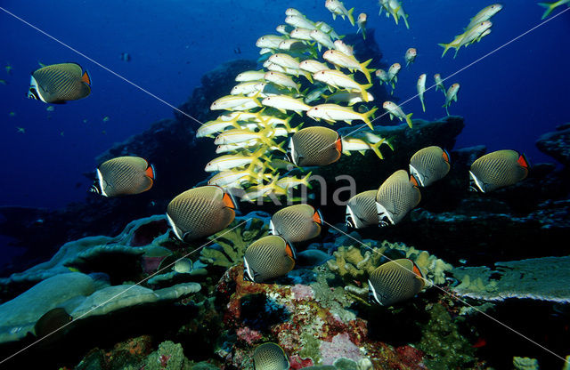 Redtail butterflyfish (Chaetodon collare)