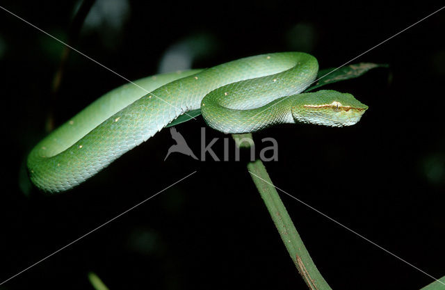 Waglers Temple Viper (Tropidolaemus wagleri)