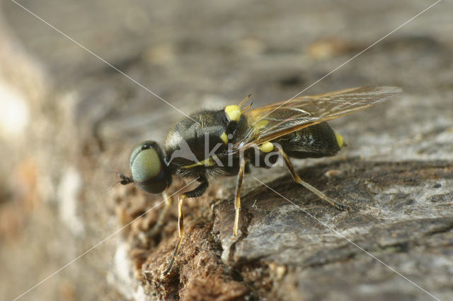 twin-spotted major (Oxycera leonina)