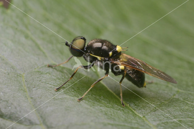 twin-spotted major (Oxycera leonina)