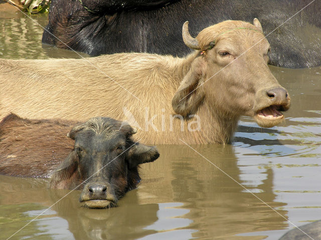 Waterbuffalo (Bubalus arnee)