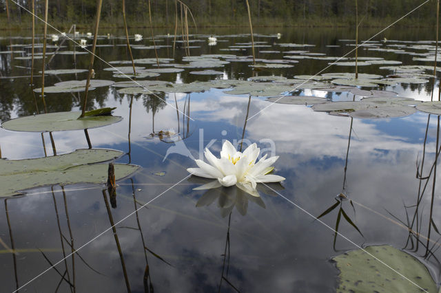 Waterlelie (Nymphaea spec.)