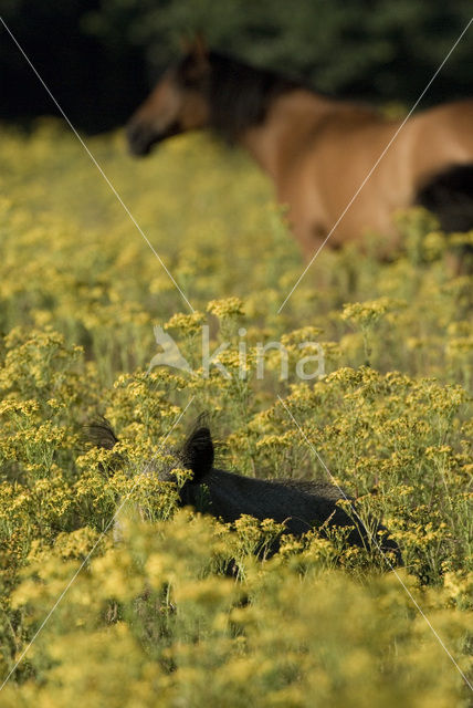 Wild zwijn