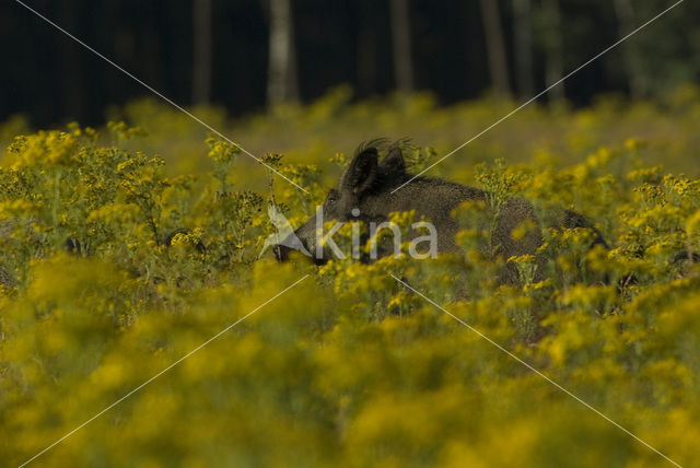 Wild Boar (Sus scrofa)