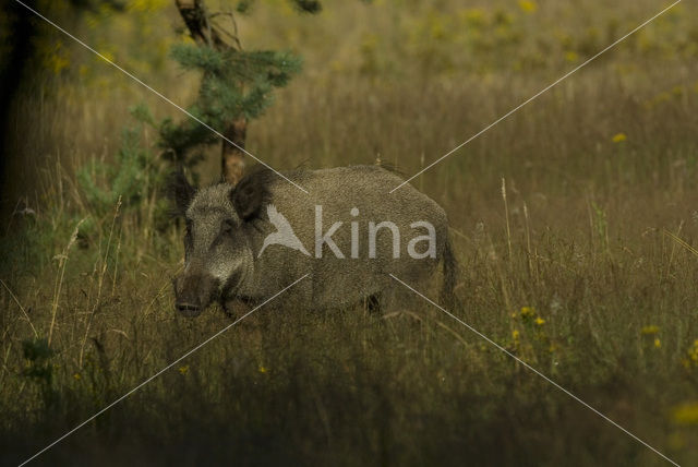 Wild zwijn