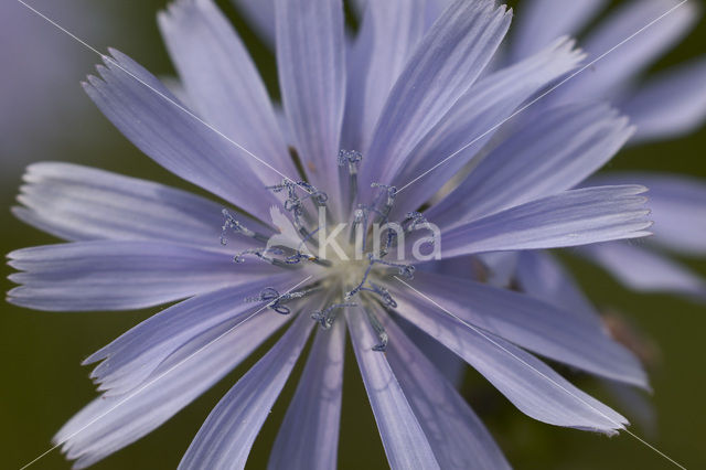 Wilde cichorei (Cichorium intybus)