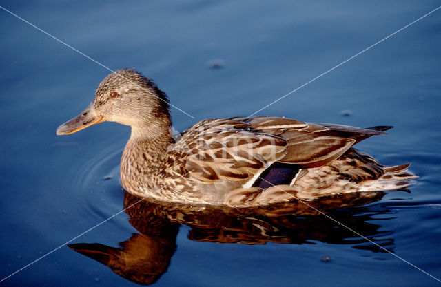 Wilde Eend (Anas platyrhynchos)