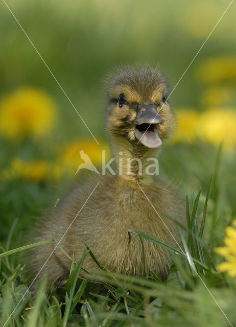 Wilde Eend (Anas platyrhynchos)