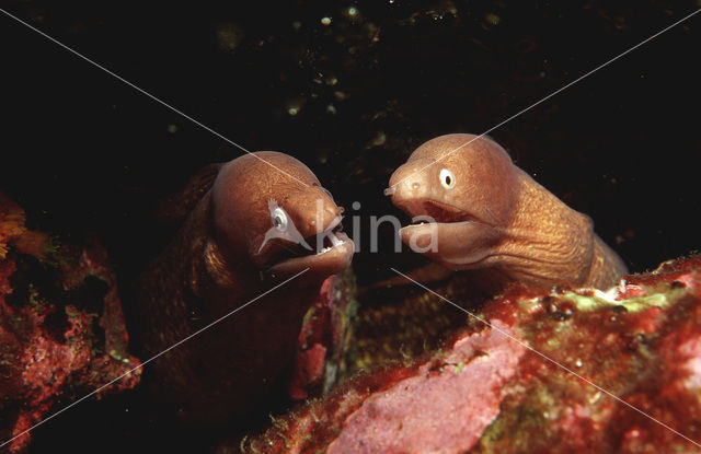 White-eyed moray (Siderea thyrsoidea)